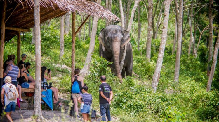 Thailand & Elephants – Nov. 3 – 11, 2024